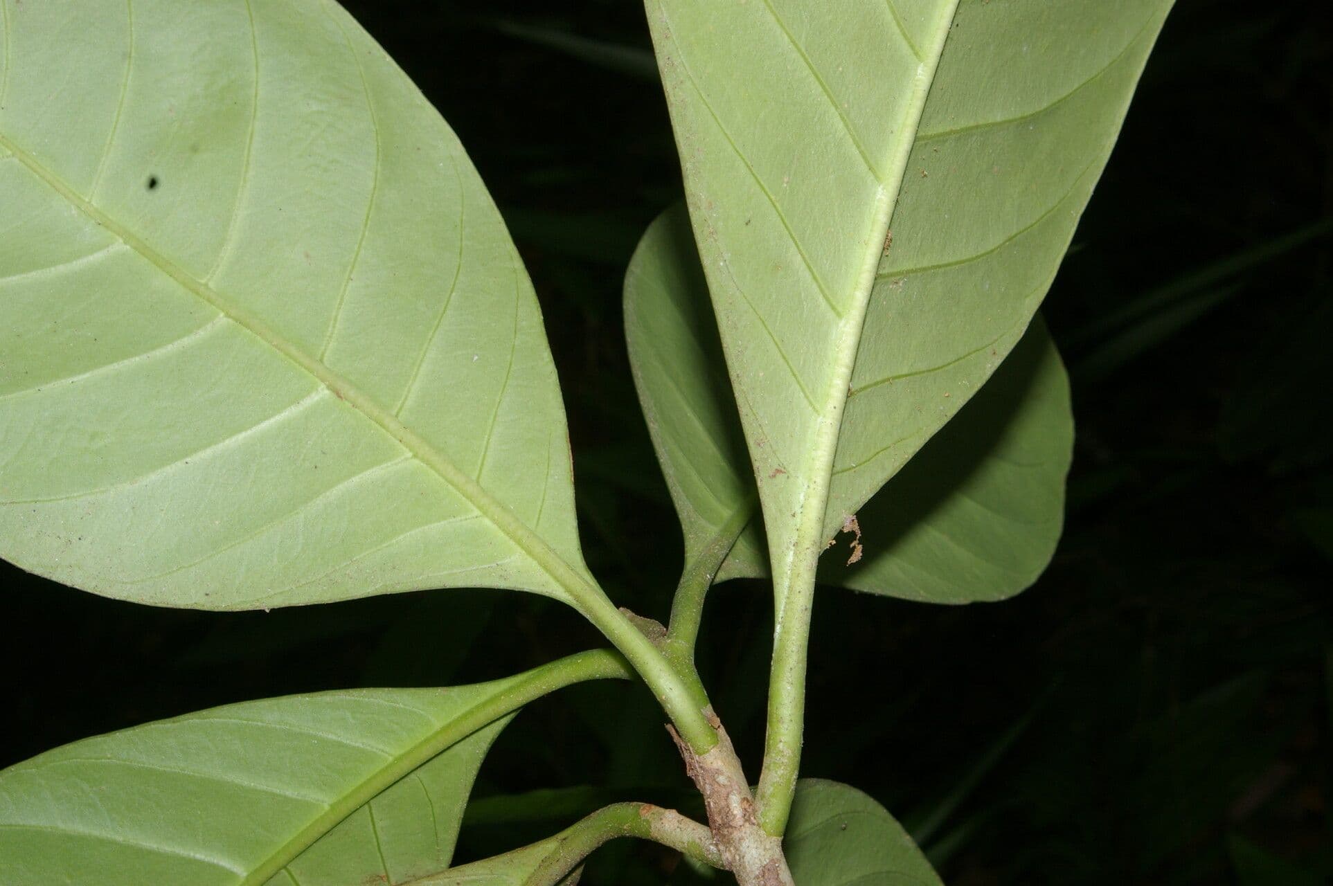 Carapichea 2