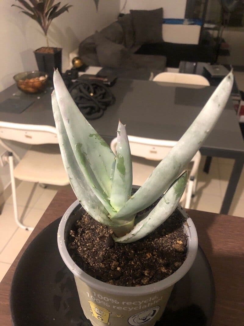Aloe 2