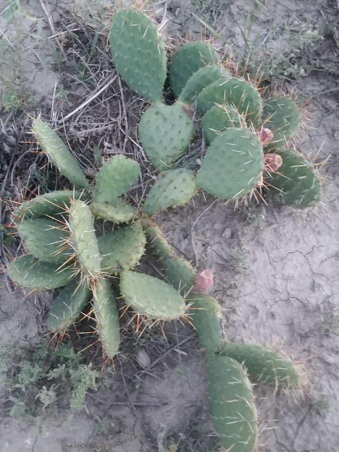 Nopal espinoso 18