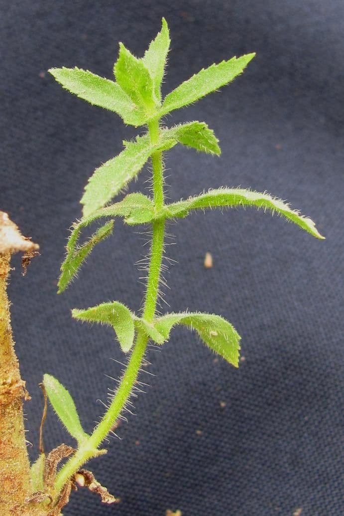 Stemodia durantifolia 20