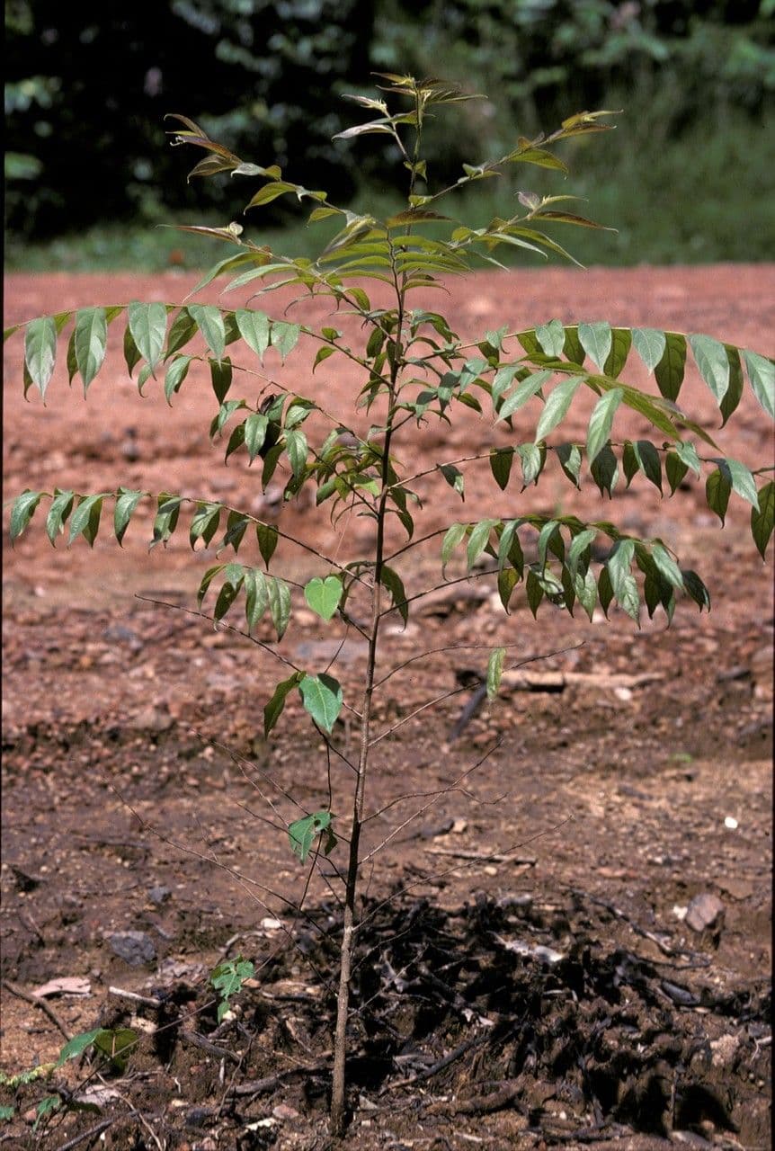 Goupia glabra 3