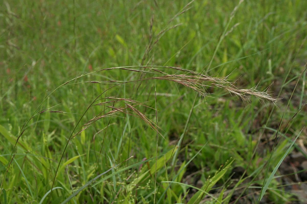 Aristida comune 12