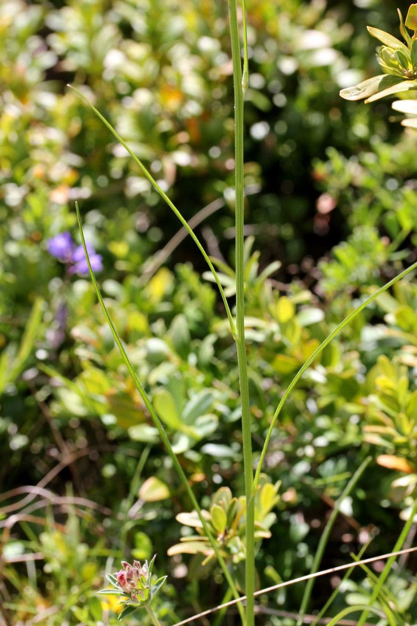 Podospermum 12
