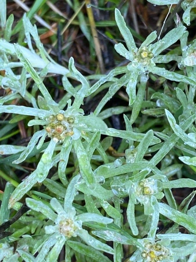 Gnaphalium 9