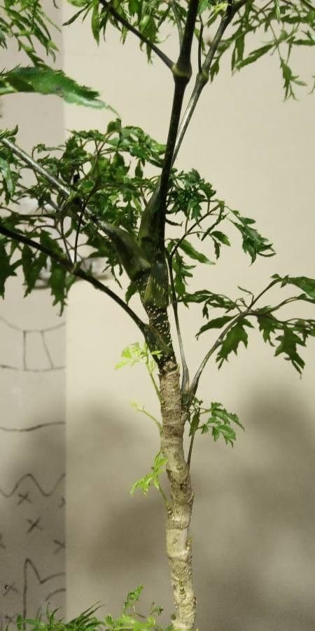 Aralia 20