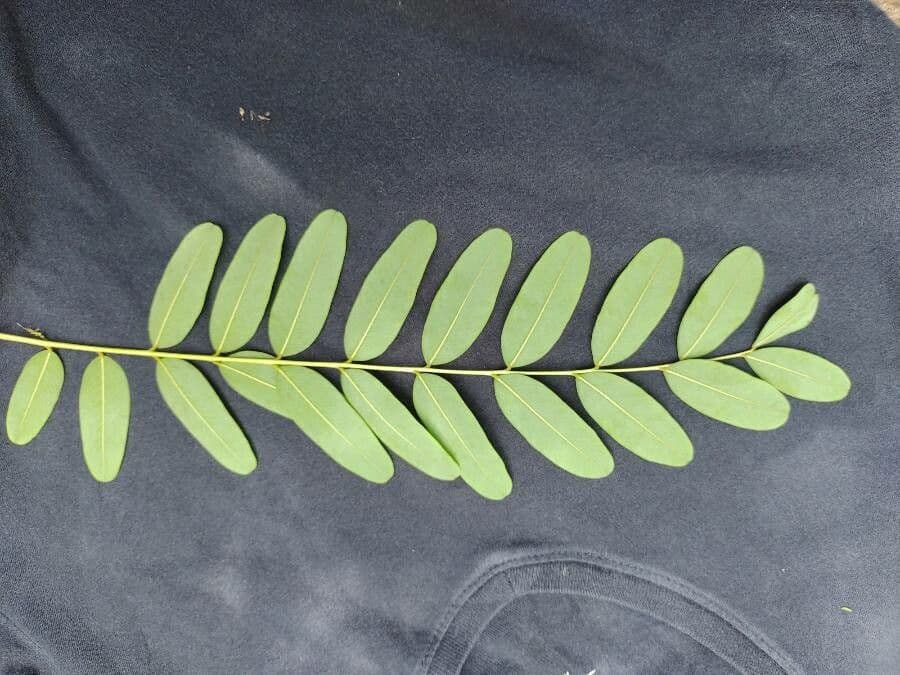 Tipu-Baum 18