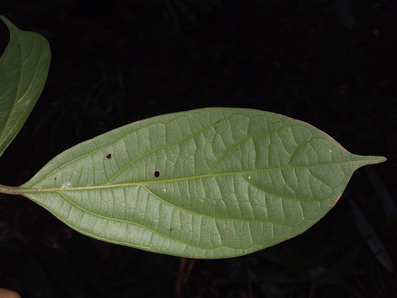 Ocotea 2