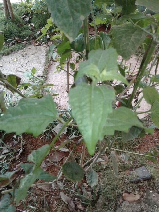 Herbe du Laos 24