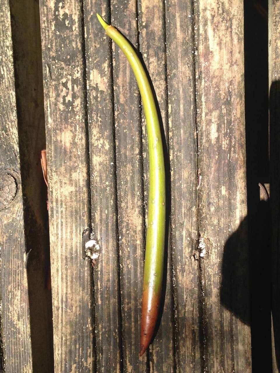 Mangrovia rossa 27