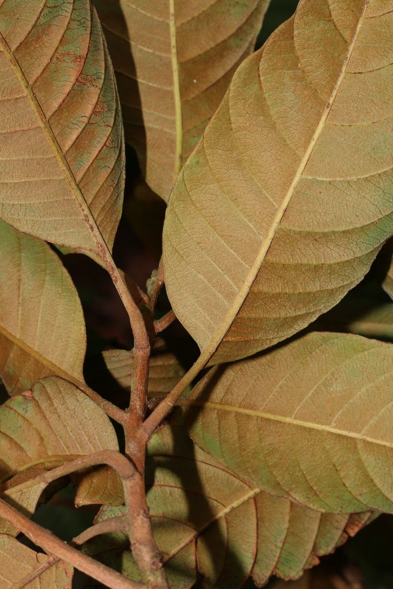 Pouteria 8