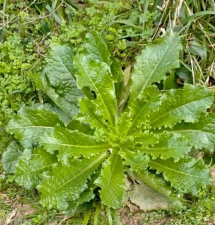 Lechuga amarga 15