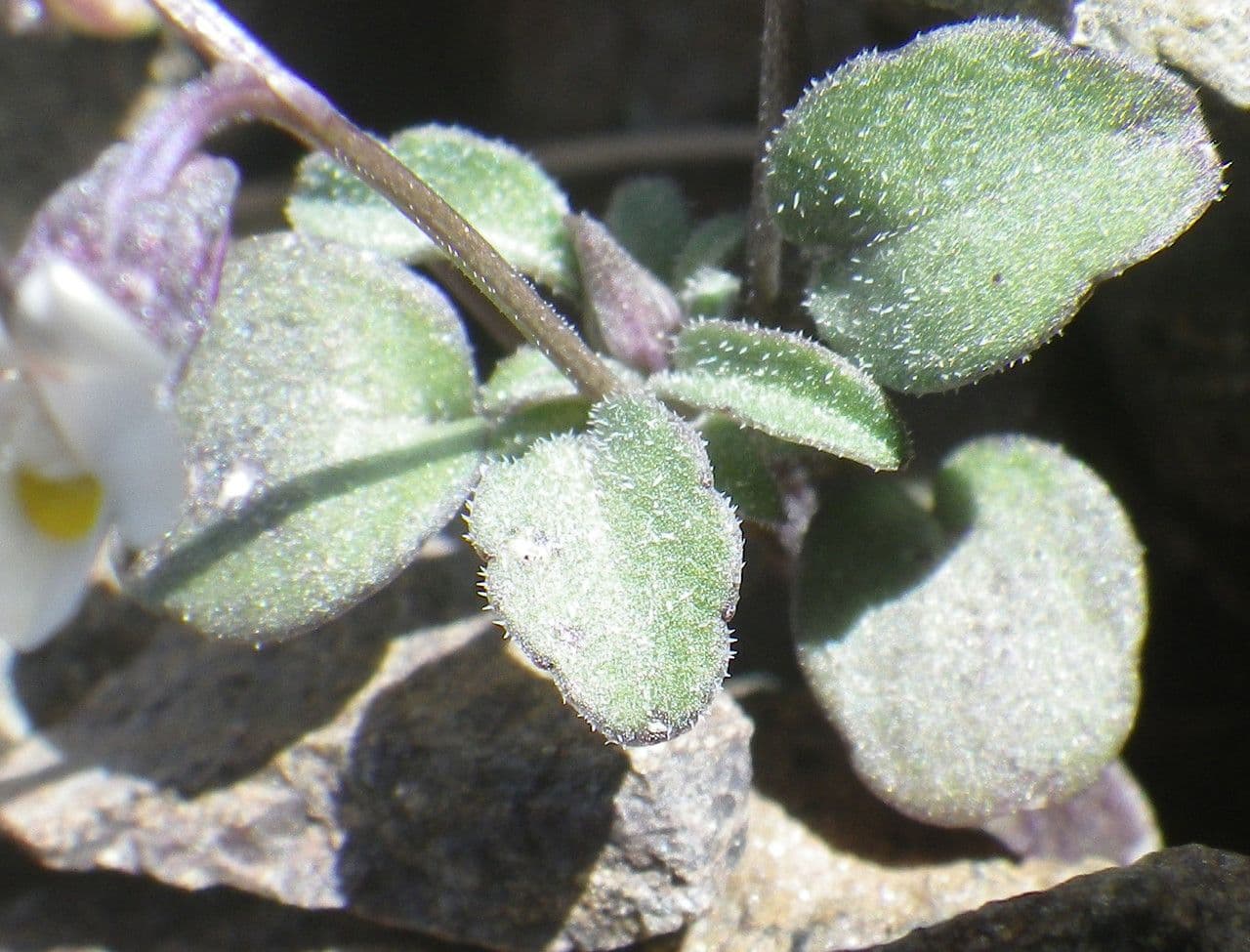 Viola 12