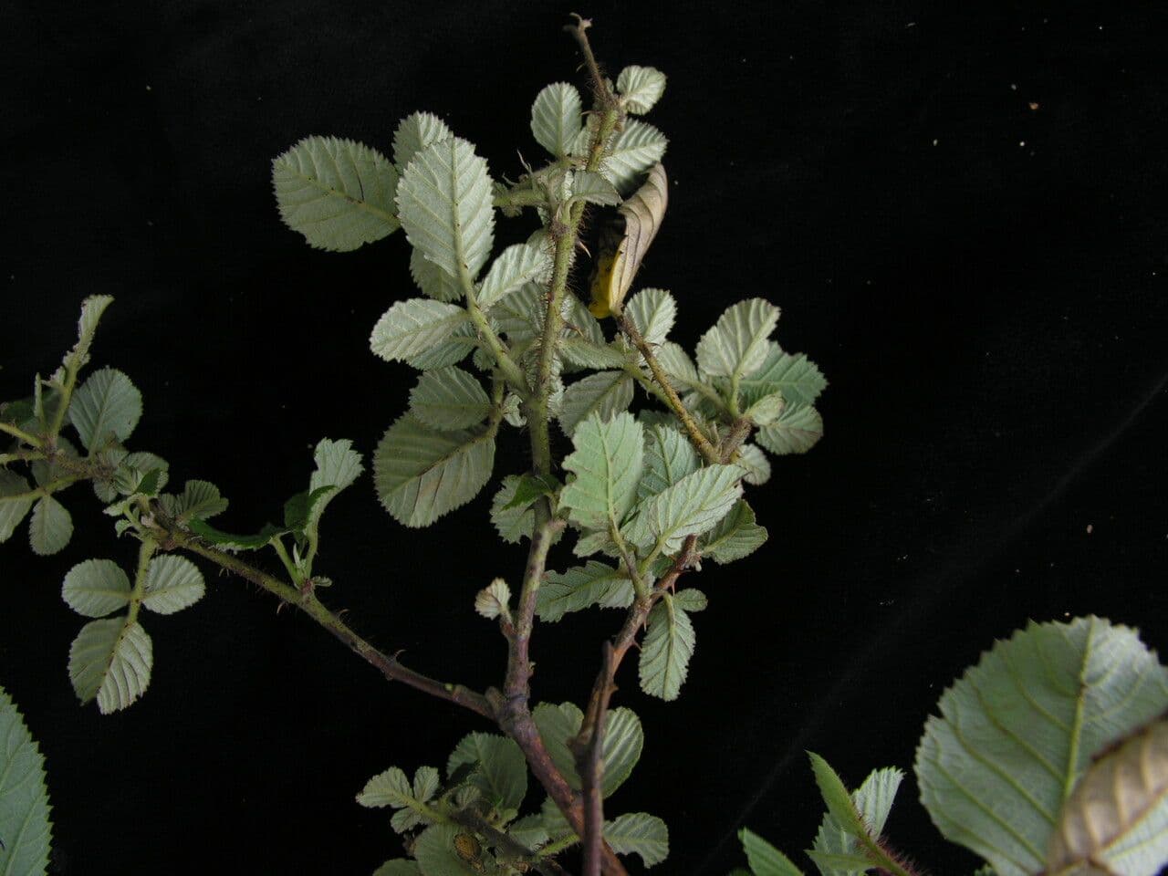 Lampone ellittico 7