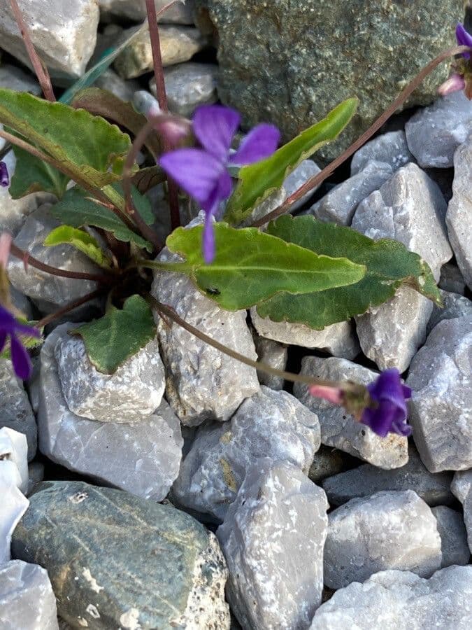 Viola inconspicua 2
