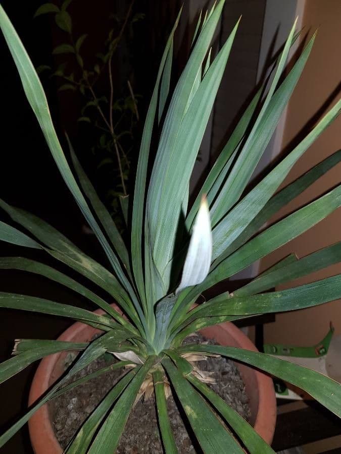 Yucca madrensis 13