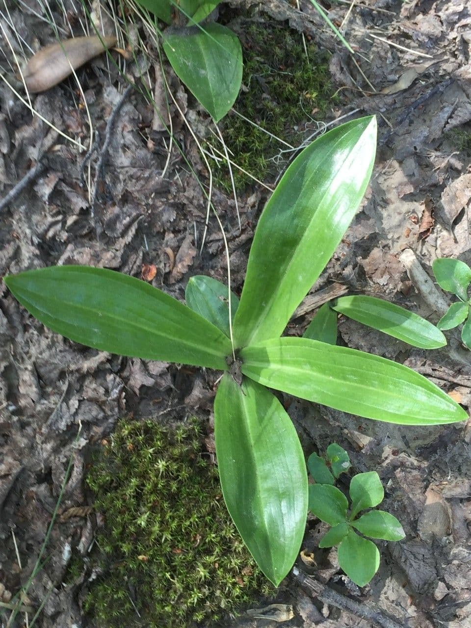 Gavilea 11