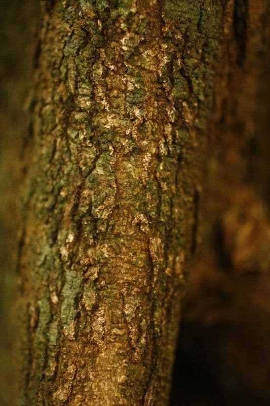 Protium tenuifolium 9