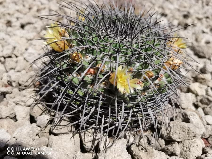 Mammillaria 3