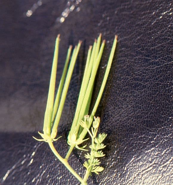 Nadel-Kerbel 2