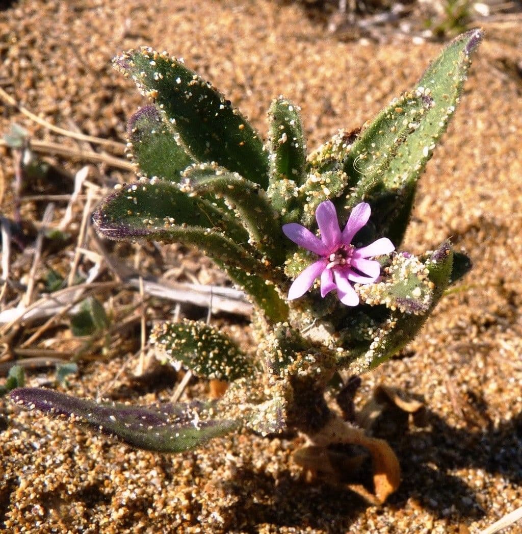 Silene 9