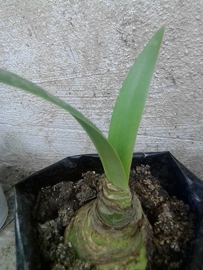 Amaryllis regina 19