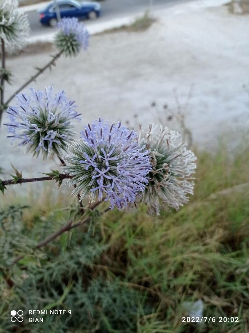 Echinops spinosissimus 6