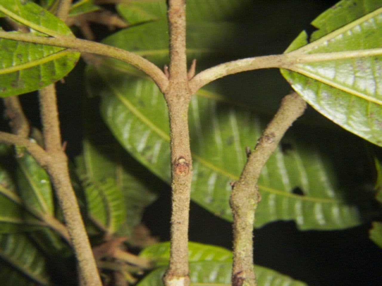 Miconia a spighe multiple 15