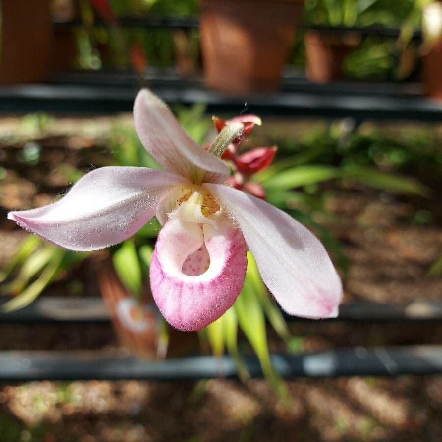 Lycaste 3