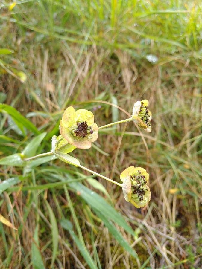 Bupleurum stellatum 10