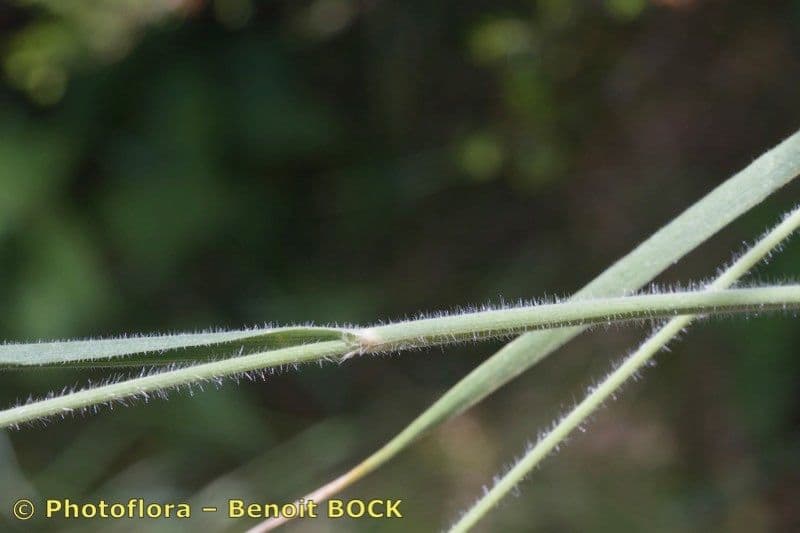 Trisetum 4
