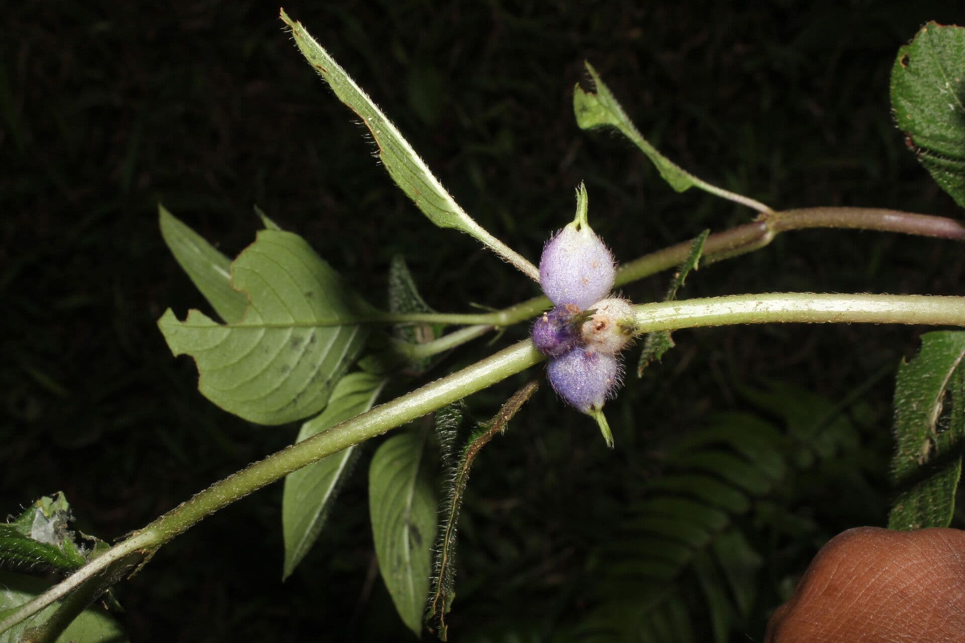 Coccocypselum