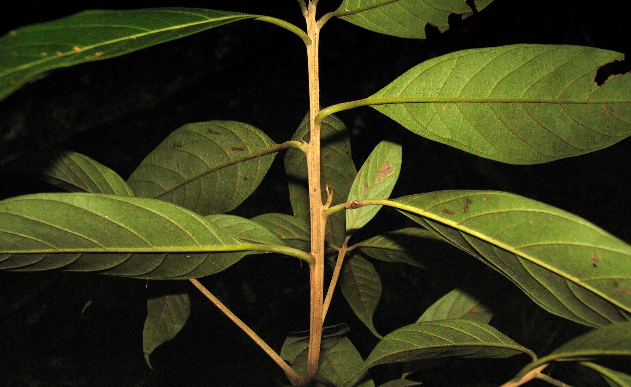 Nectandra