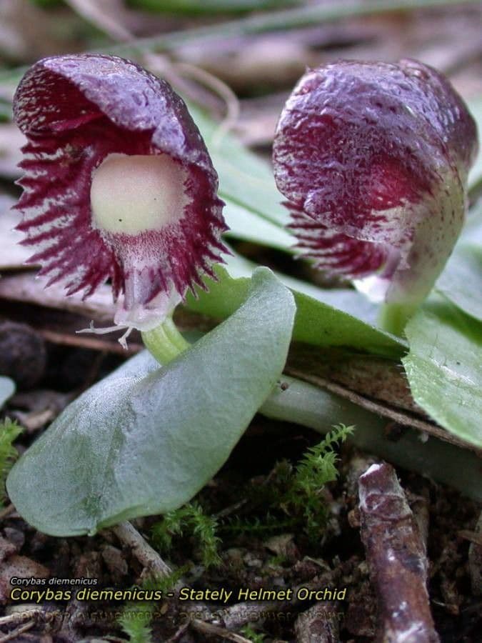 Corybas diemenicus 2