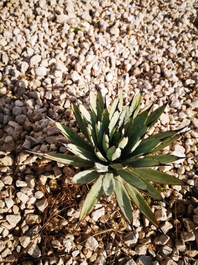 Agave 5