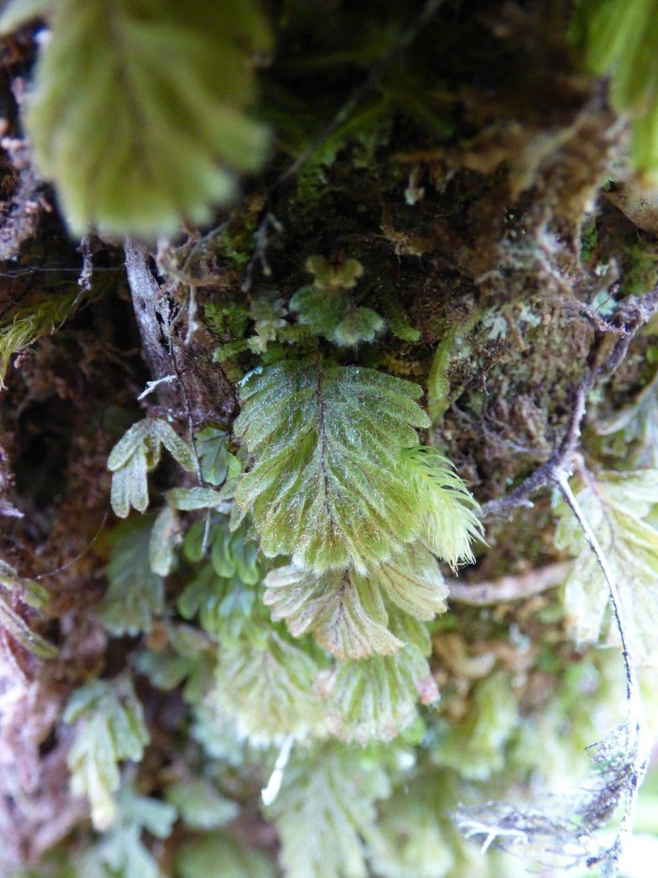 Hymenophyllum 5