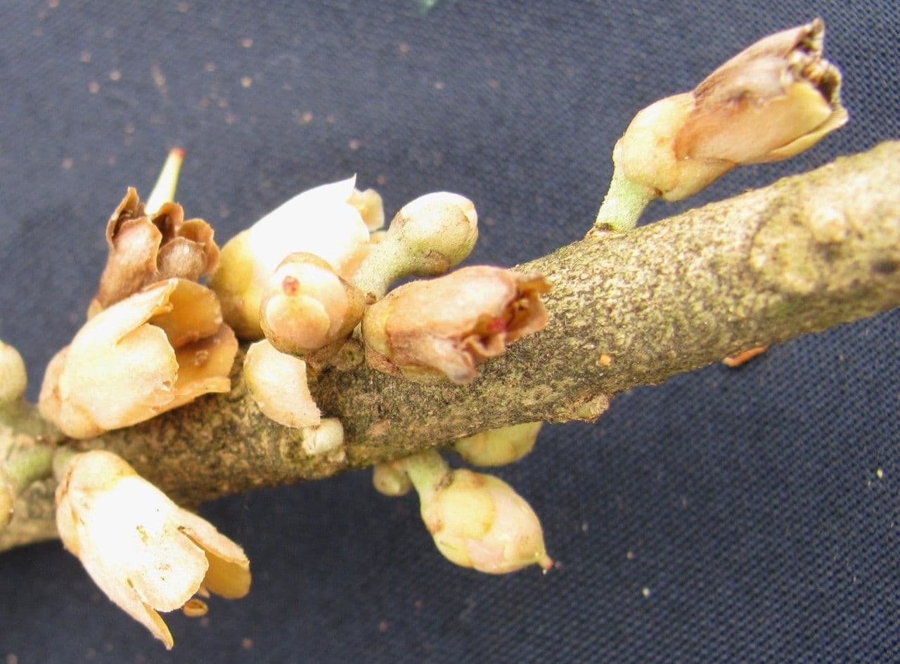 Pouteria 4