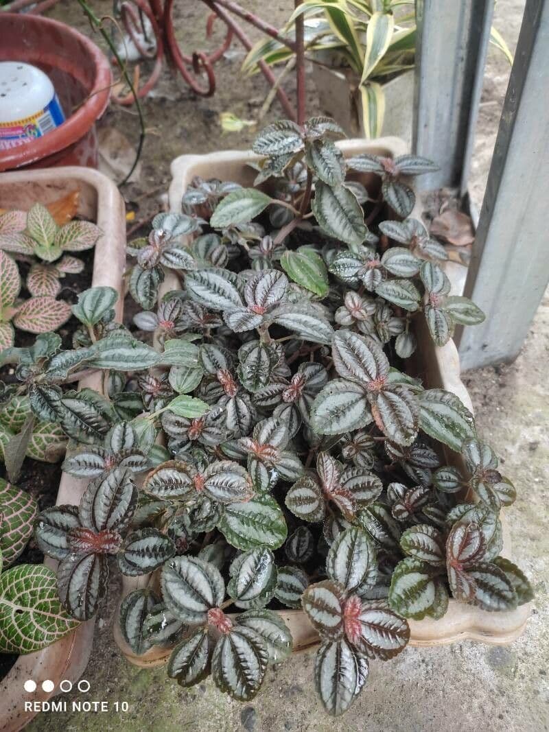 Pilea 11
