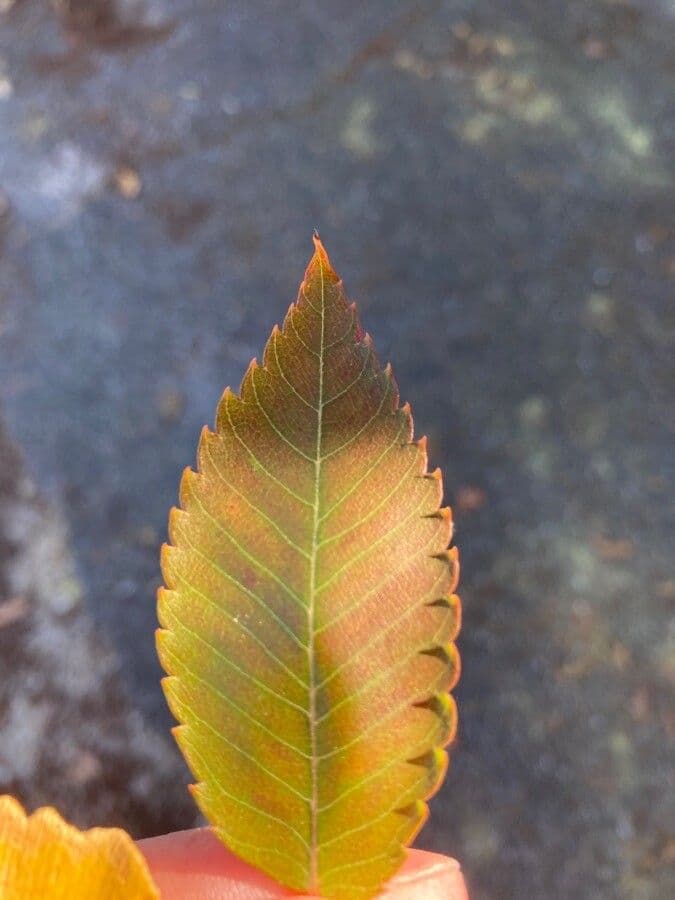 Zelkova 17