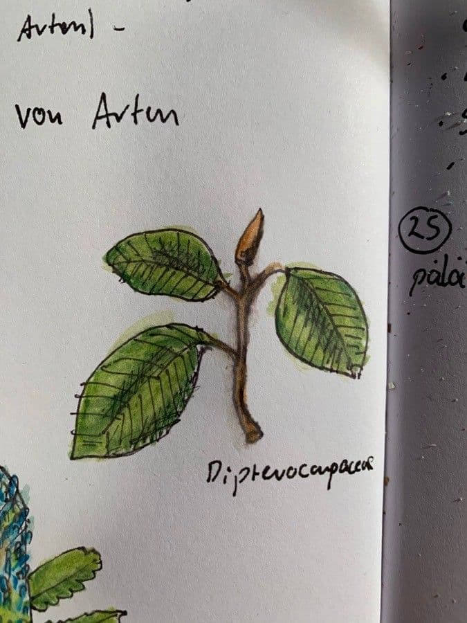 Dipterocarpus 10