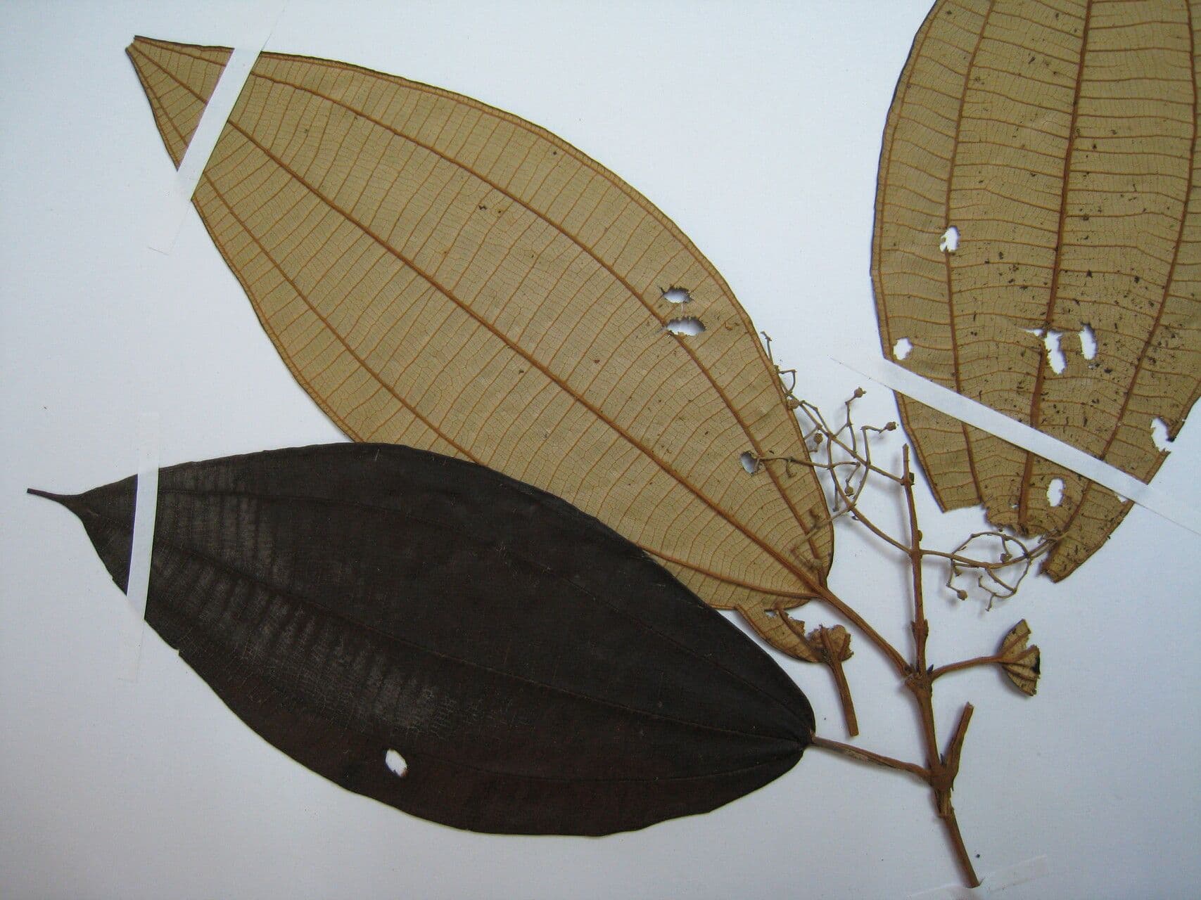 Miconia dal dorso bianco