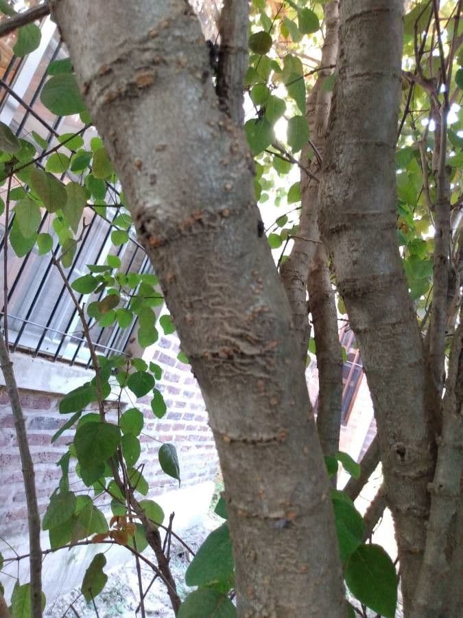 Euphorbe cotinifolia 18