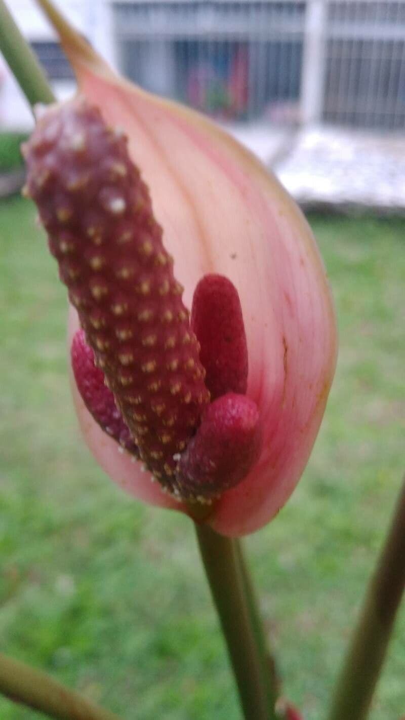 Kalla 2