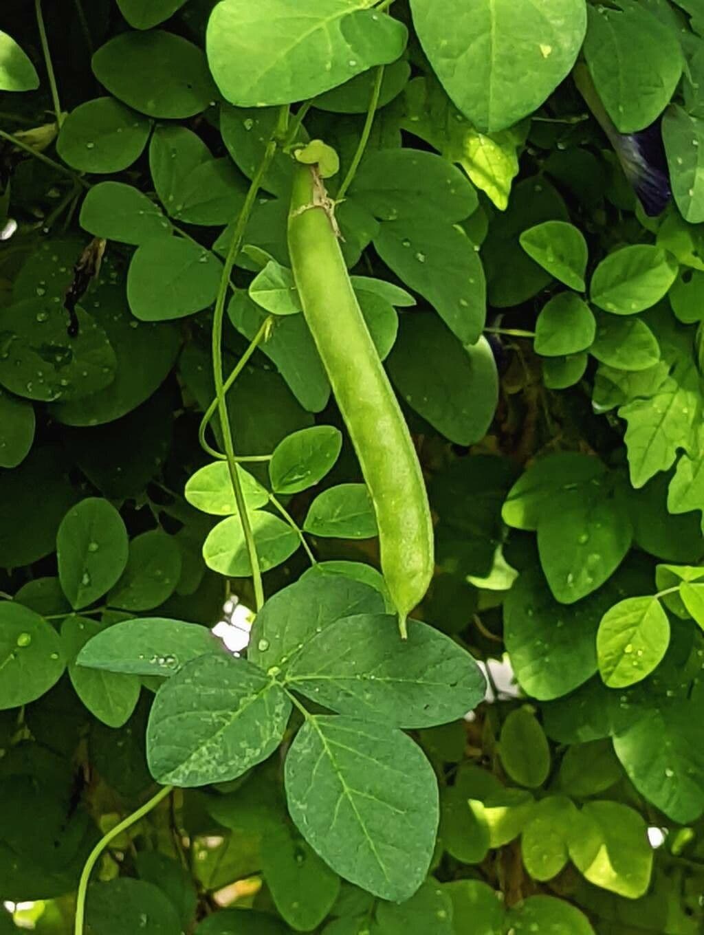 Clitoria ternatea 2