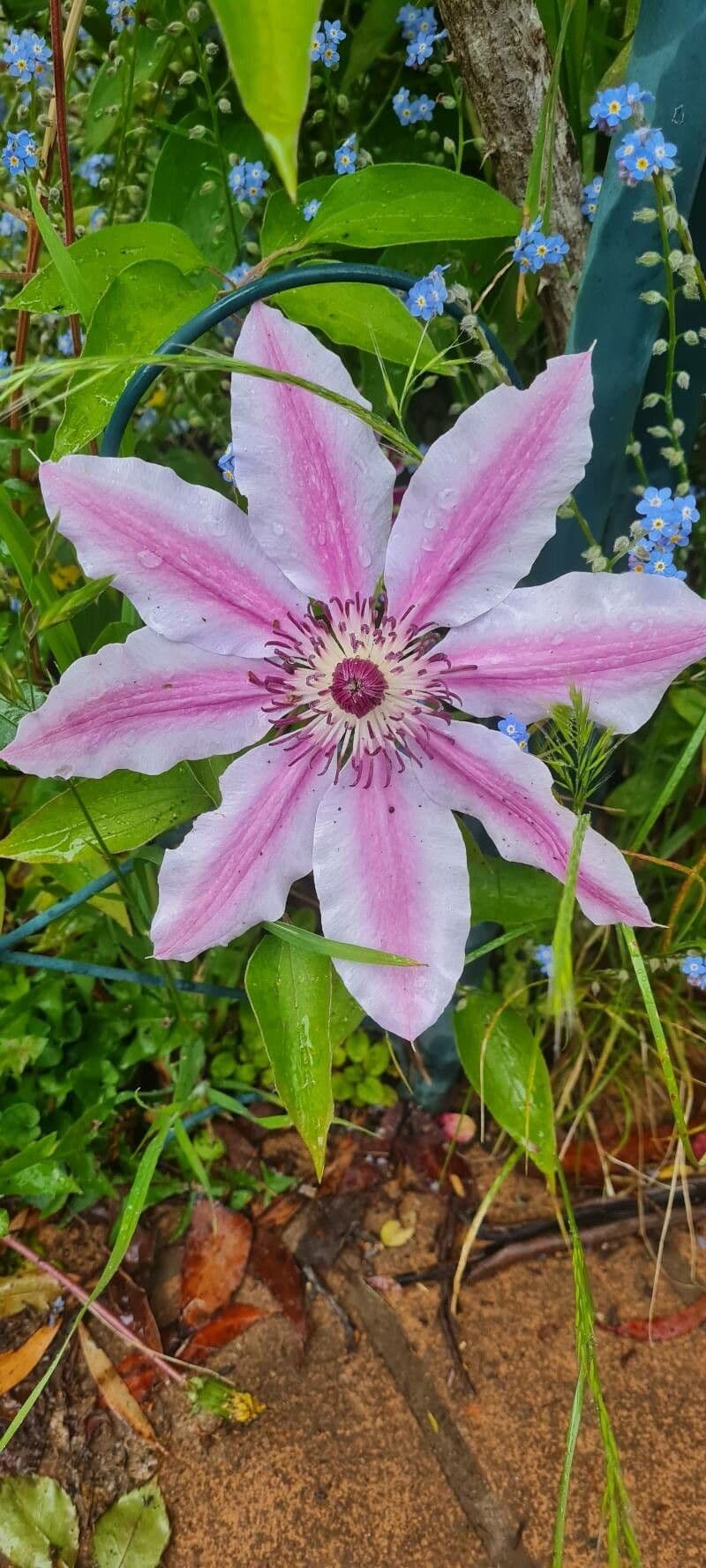 Clematis
