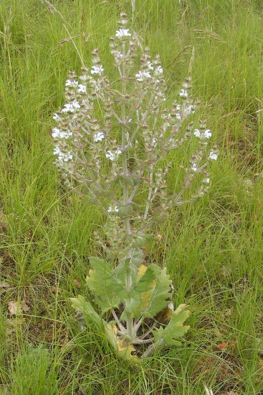 Salvia etiope 9