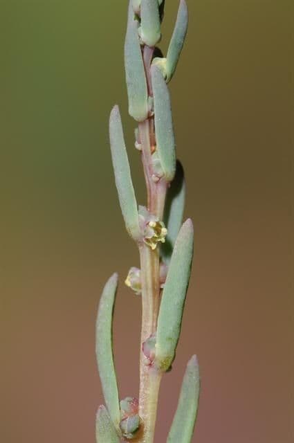 Suaeda marittima 22
