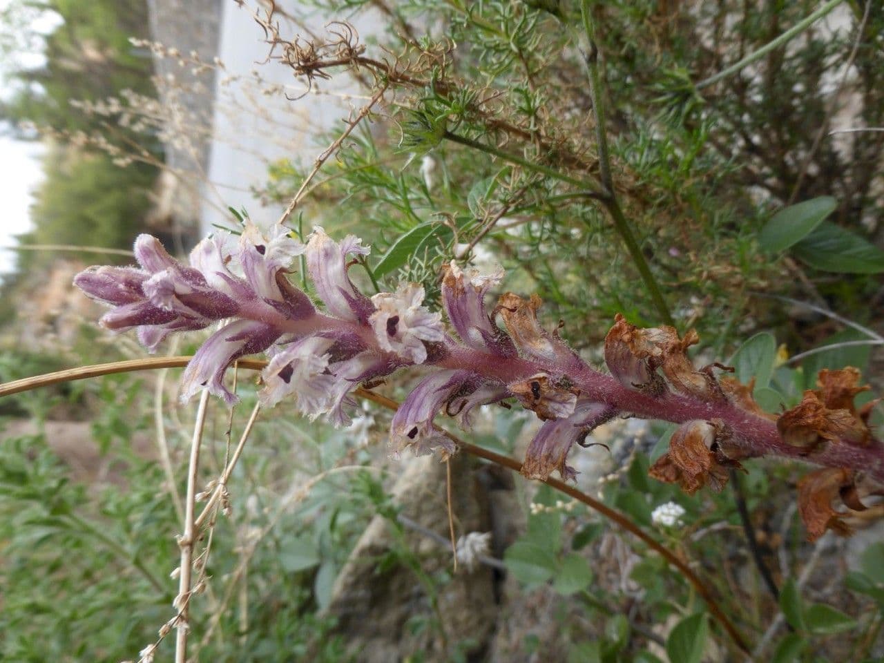 Corbiculada 12