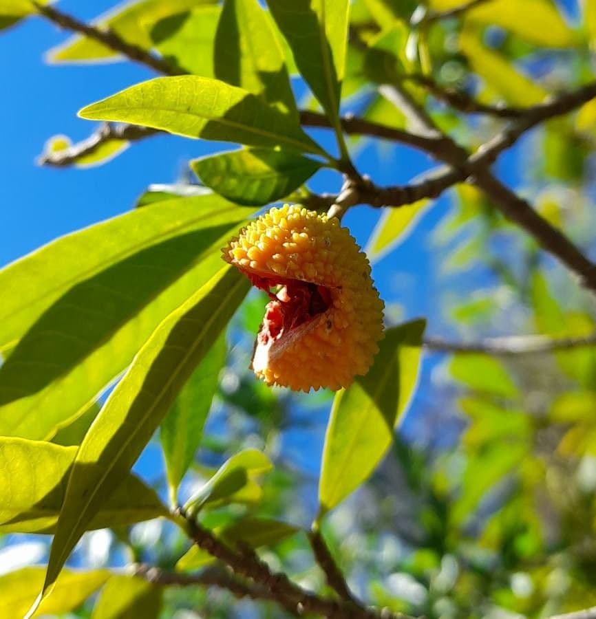 Tabernaemontana catharinensis 4