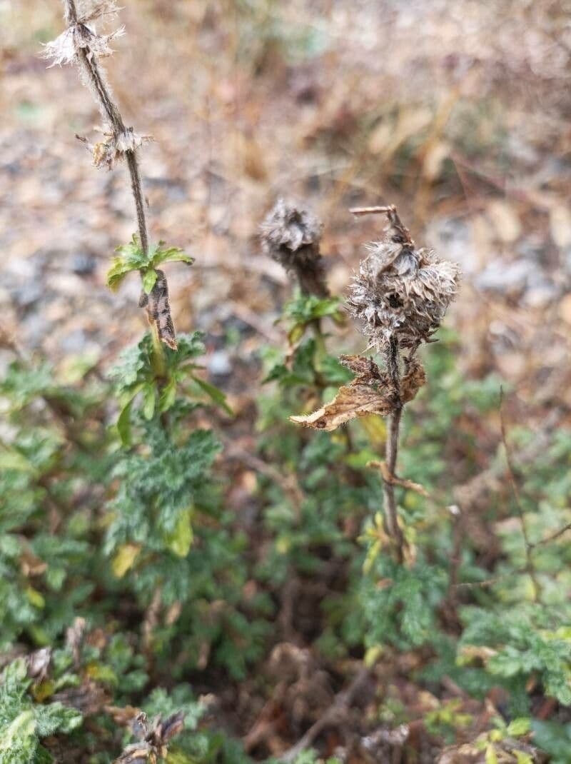 Sideritis