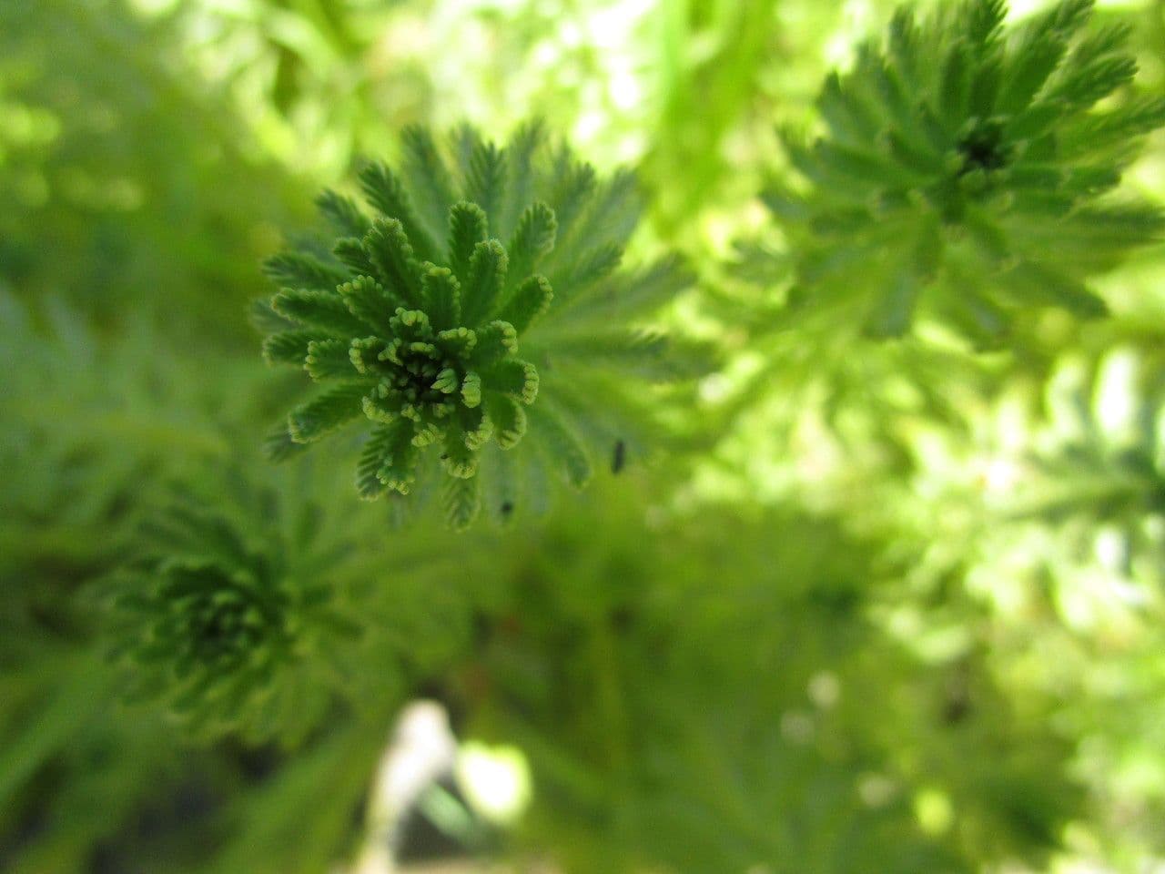 Millefoglio d'acqua 22